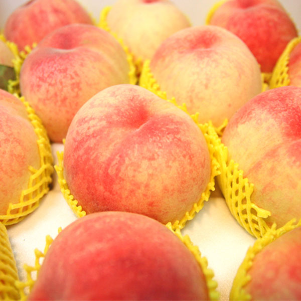 [��õ��ȣ�� ��������] �޻緹 ������