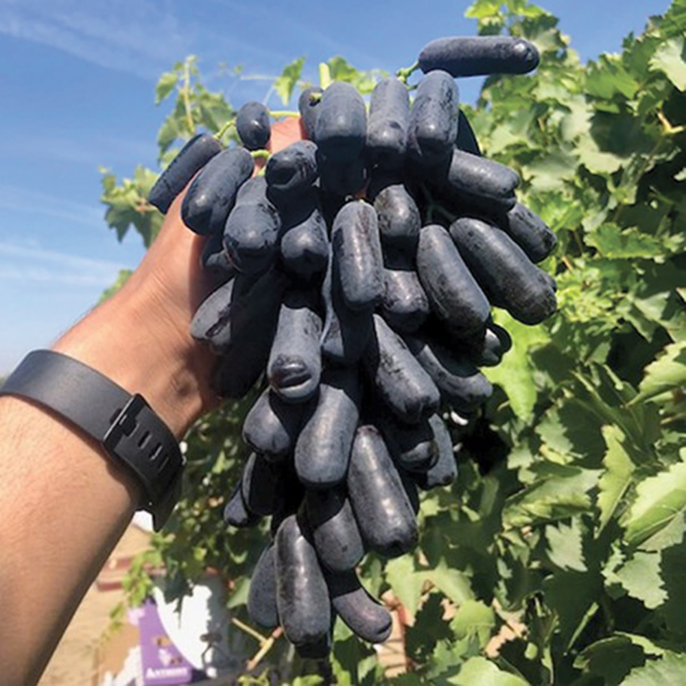 �츮�� ���������̾� ������ 1kg /si ���絵 ������ ���� ����