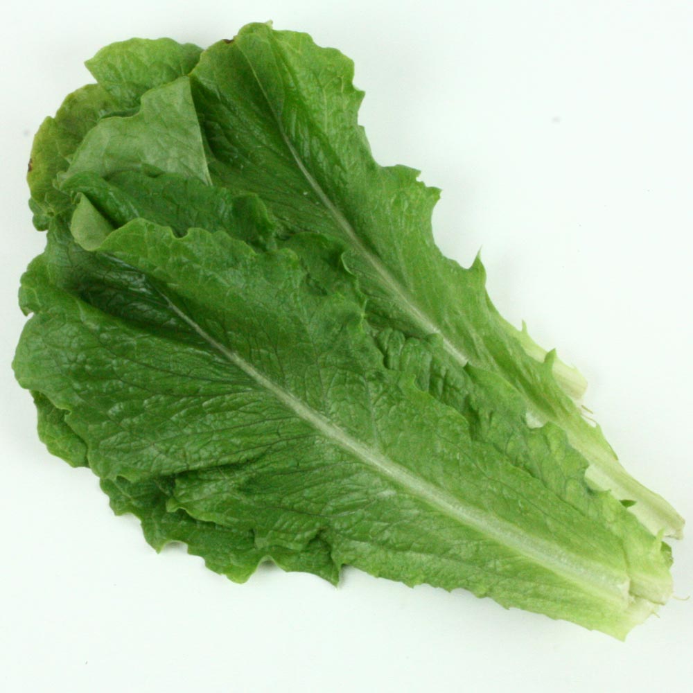 ¿ì¸®Á¸ ¼¼Ã´¾ßä ·Î¸ÞÀÎ »óÃß 300g x 1ÆÑ/ES Áú¼ÒÃæÀü ½Å¼±Ã¤¼Ò